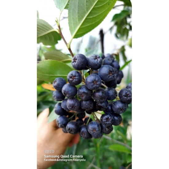 Aronia Berry Doku Kültürü 6 yaş Saksılı 1 metre